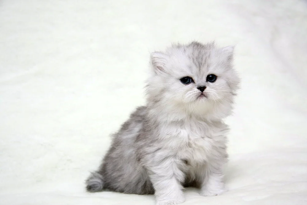 Britische Chinchilla langhaarige Katze