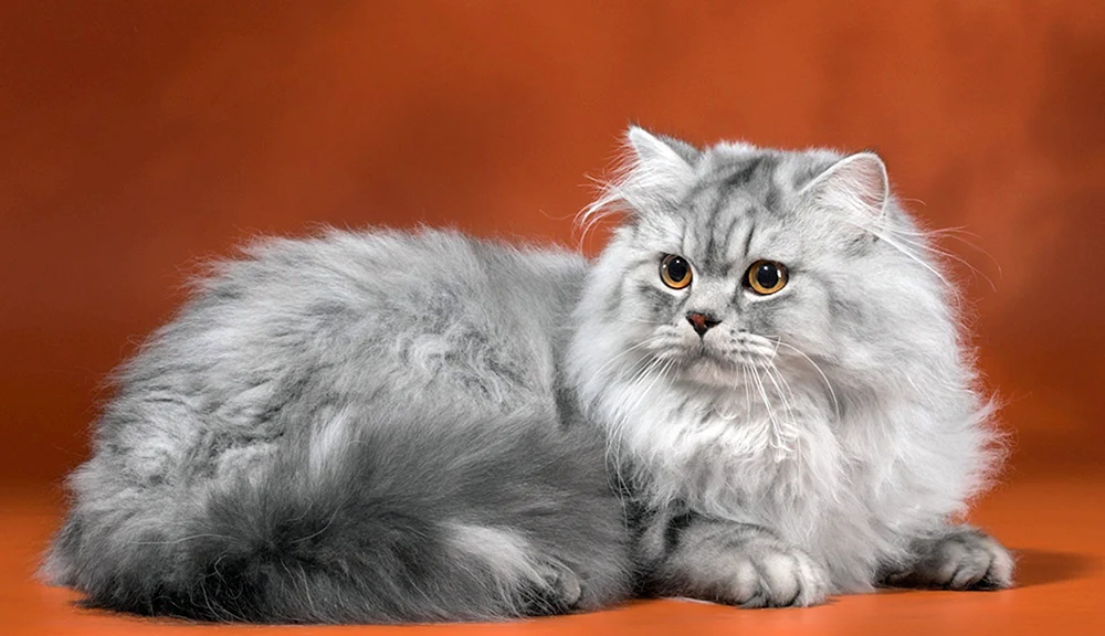 Britische Chinchilla langhaarige Katze. Langhaar-Chinchilla