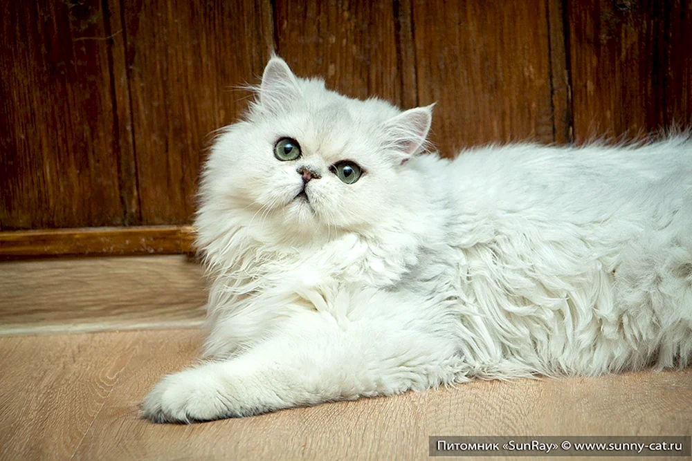 Britische Langhaar-Chinchilla-Katze