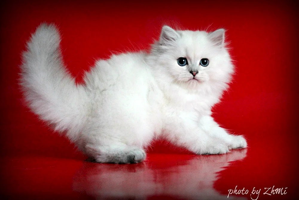 Sibirische Perser-Chinchilla-Katze
