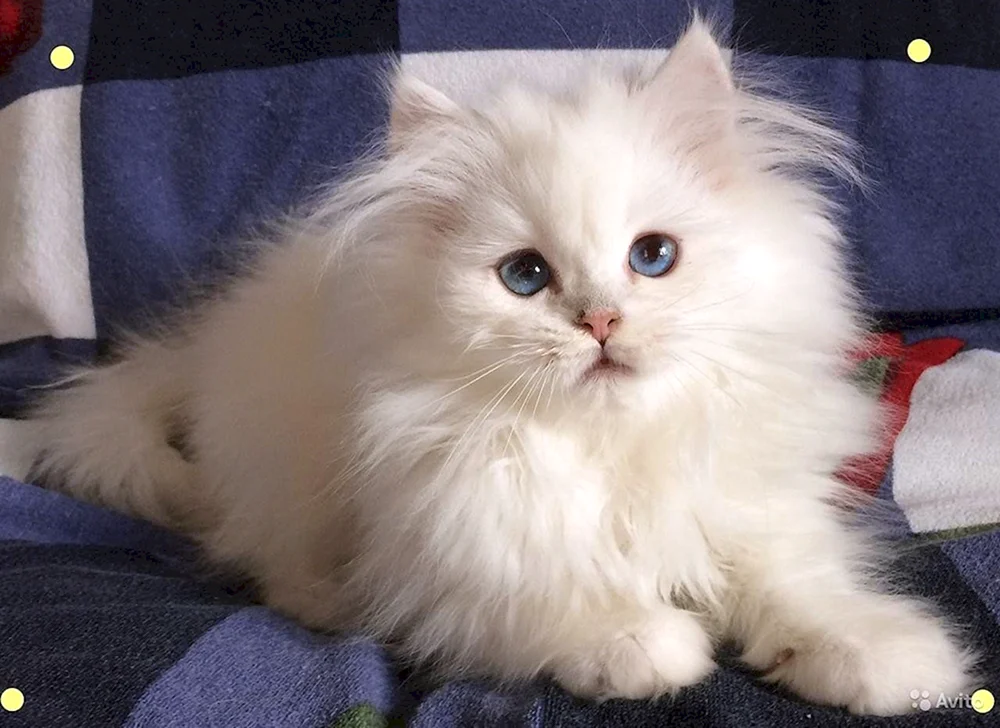 Britische Langhaar-Chinchilla-Katze