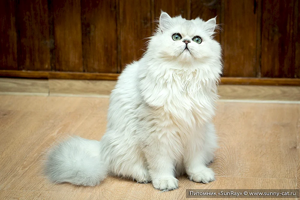 Britische Langhaarkatze