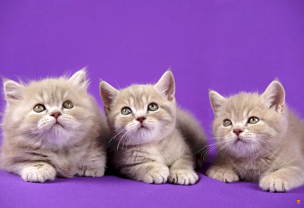 Britisch Kurzhaar Katze