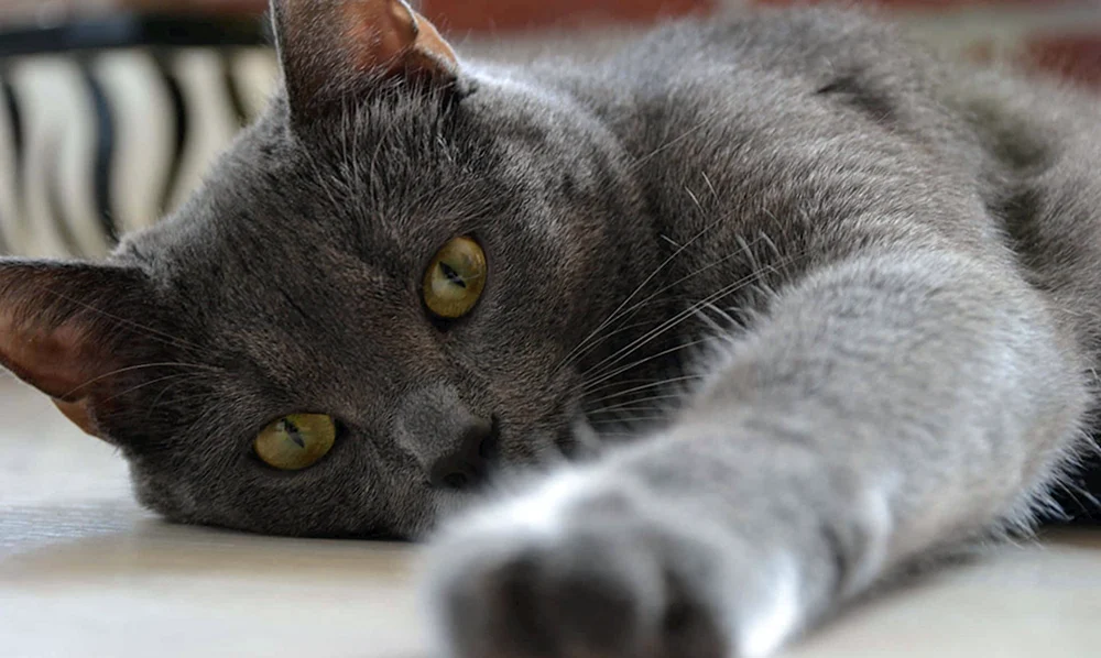 Britische rauchige Katze