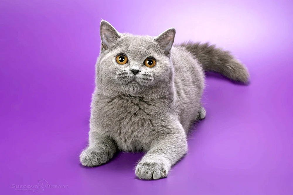 Britische blaue Kurzhaarkatze