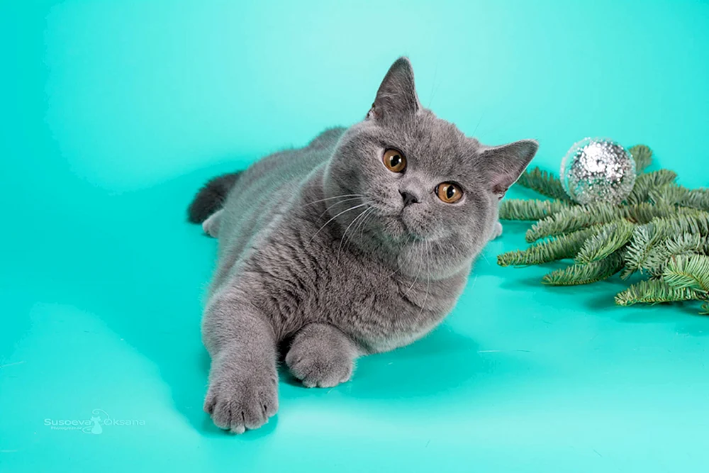 Britische blaue Katze