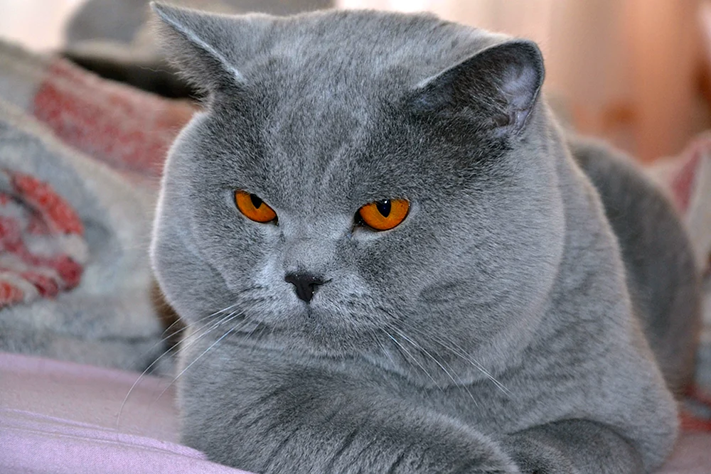 Britische Kurzhaarkatze