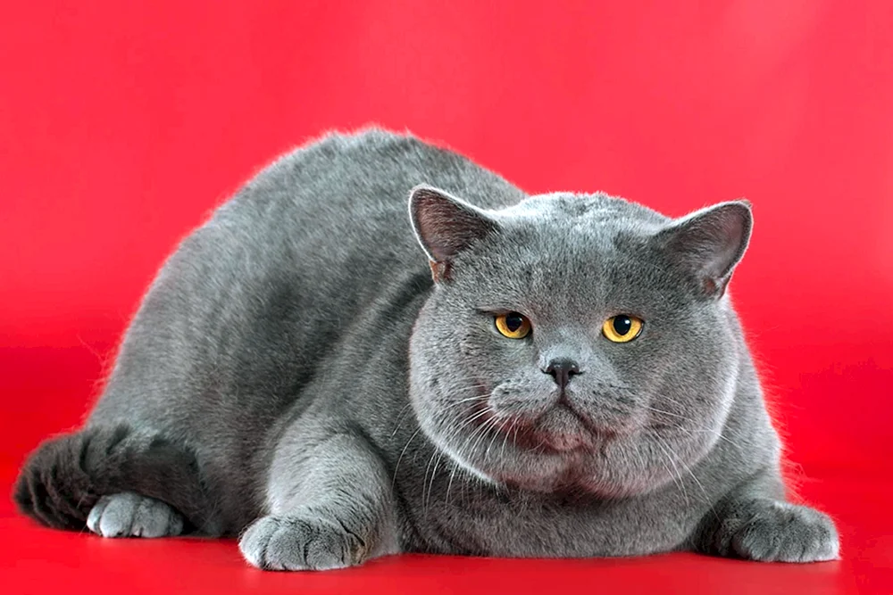 Schottisch schottisch gestreift Katze