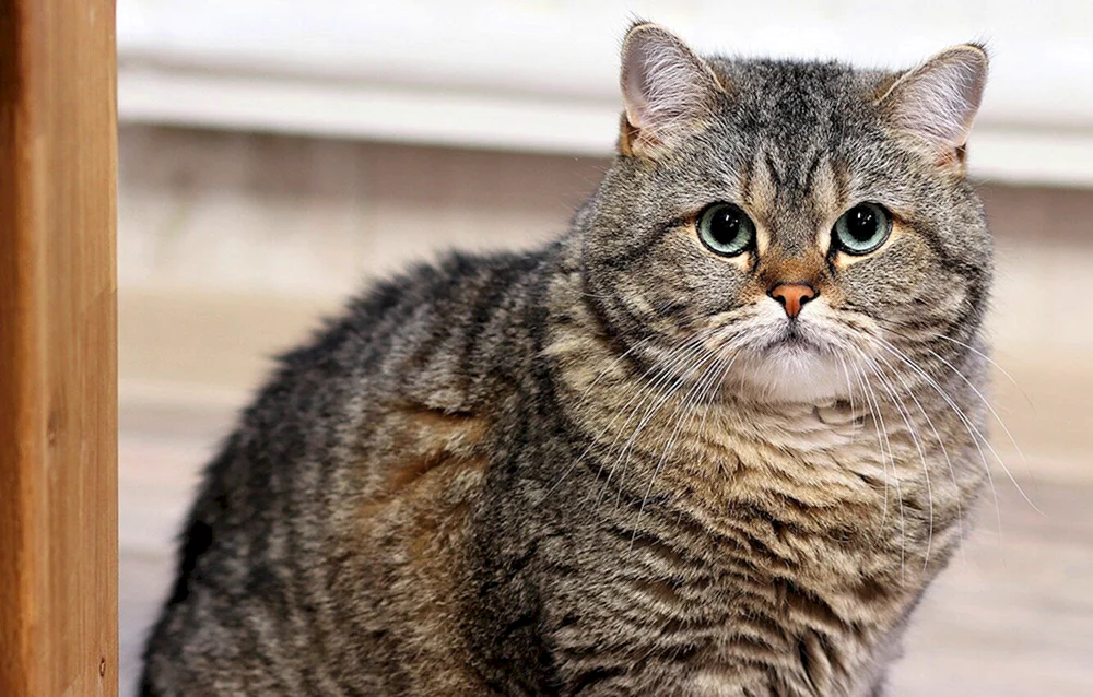 Britisch Kurzhaarkatze
