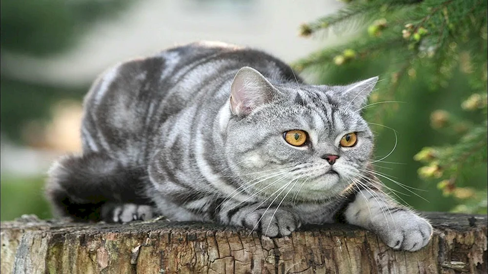 Britisch Kurzhaarkatze gestreift