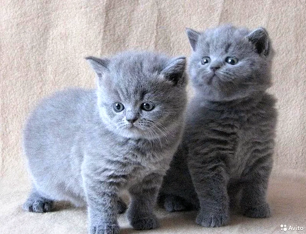 Britische Kurzhaarkatze