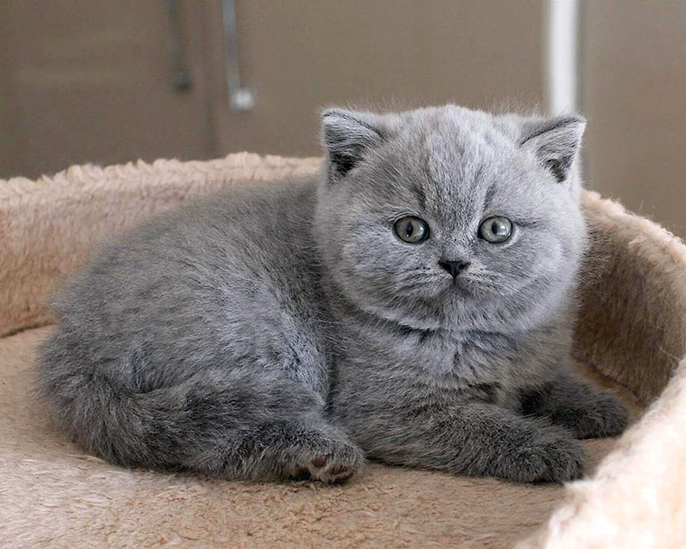 Britische Kurzhaarkatze