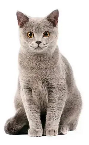 Britisch Kurzhaar Katze