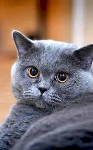 Britische Kurzhaarkatze