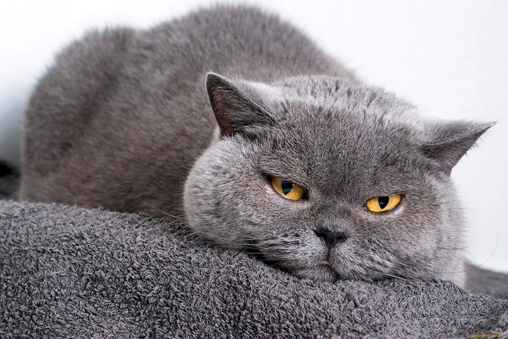 Britische Kurzhaarkatze