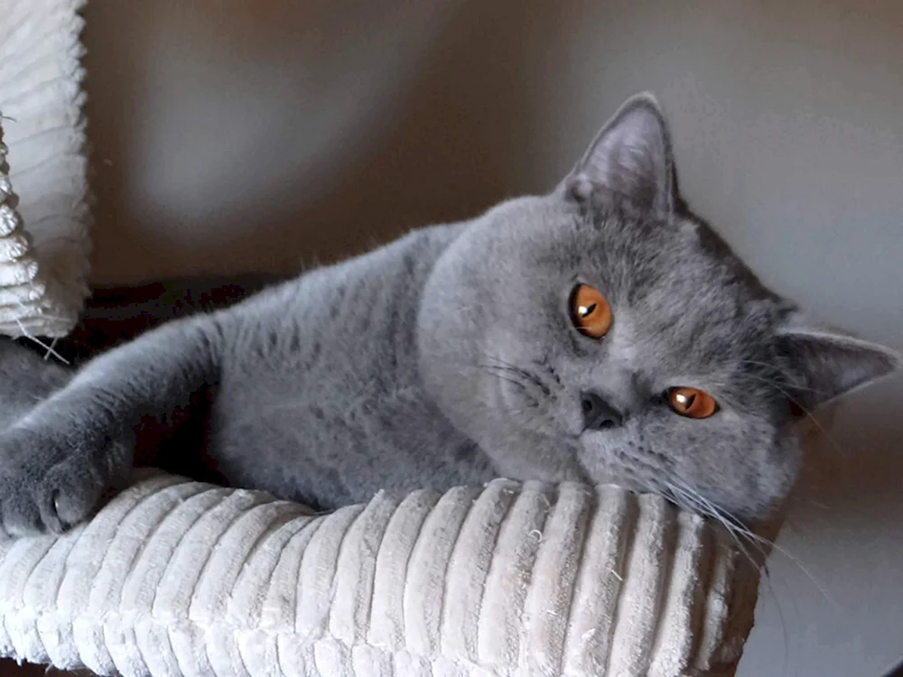 Britische Kurzhaarkatze