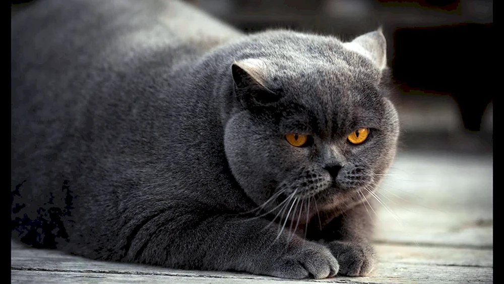 Britische Kurzhaarkatze