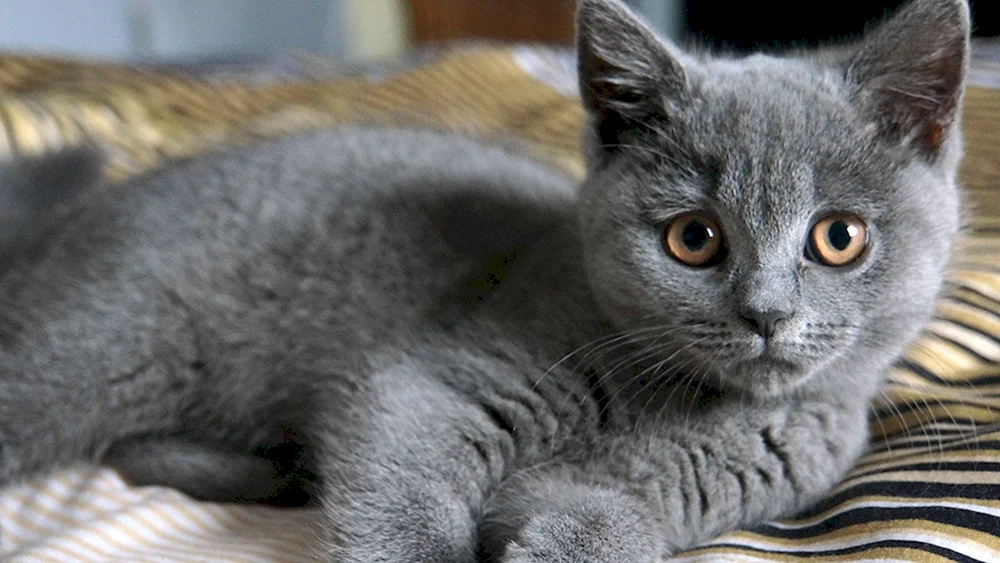 Britische Kurzhaarkatze