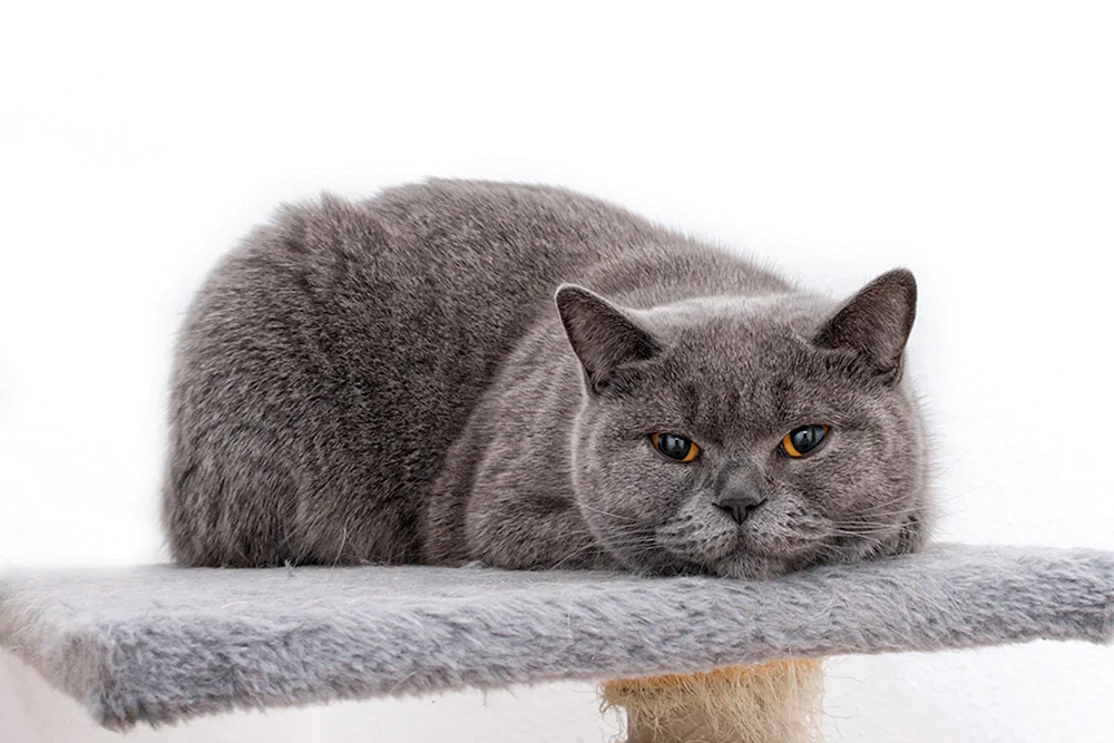 Britische Kurzhaarkatze