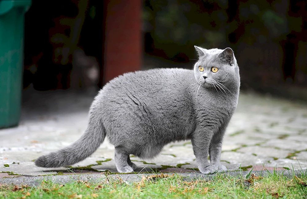 Britisch Kurzhaar grau Katze