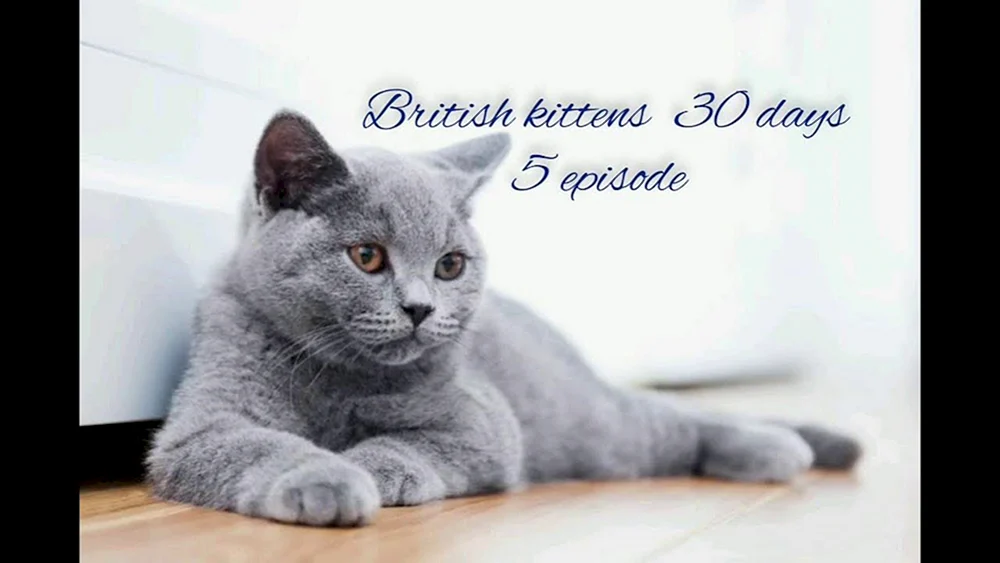 Britisch Kurzhaar grau Katze