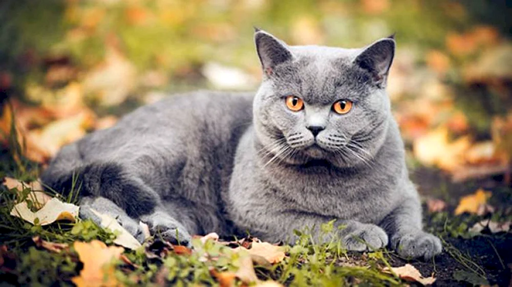 Britisch Kurzhaar-Katze