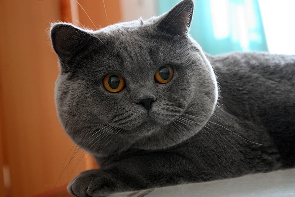 Britisch Kurzhaar Katze chartreuse