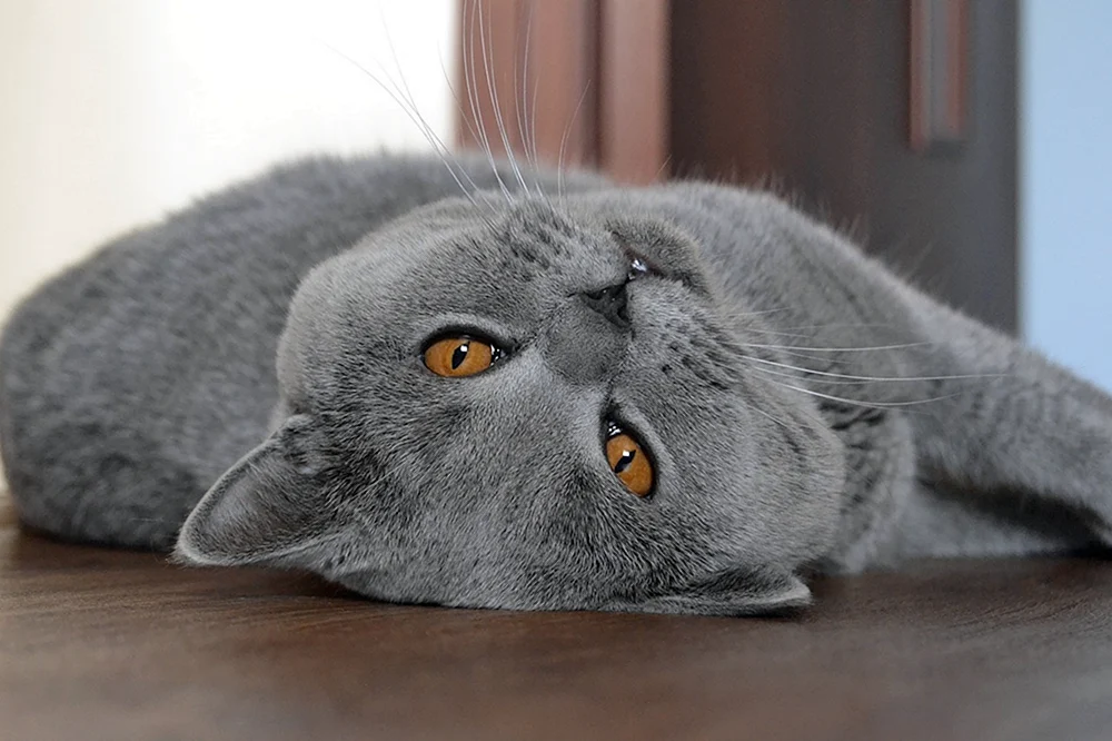 Kartesische Katze britisch