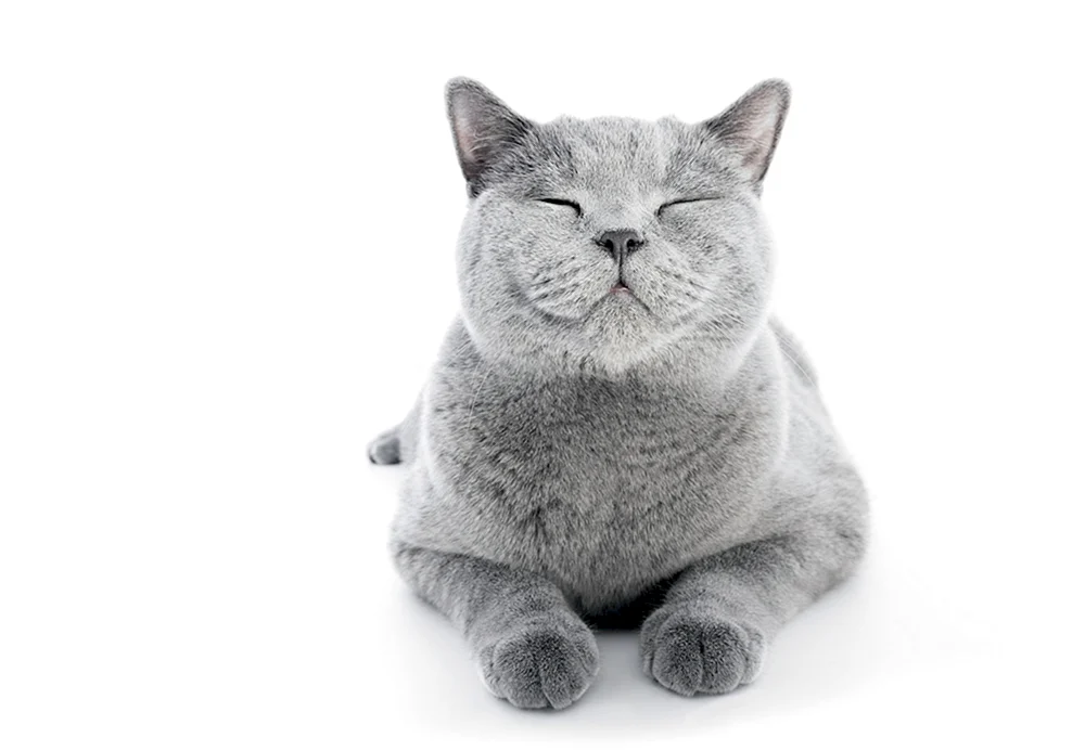 Katze lächelnd