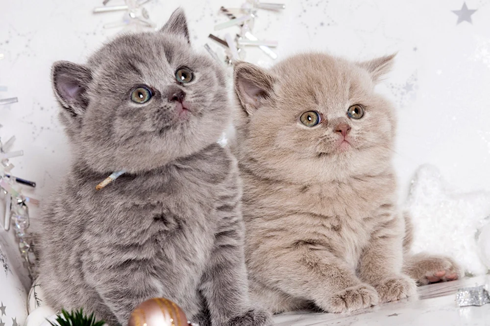 Britisch Lop Katze blau