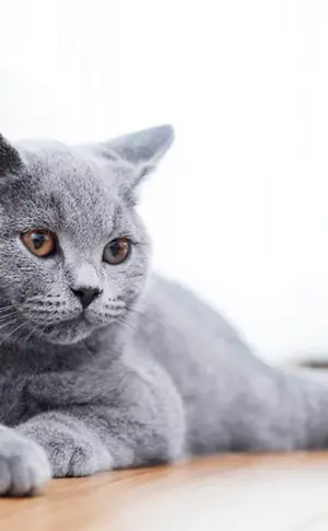 Britische Kurzhaarkatze