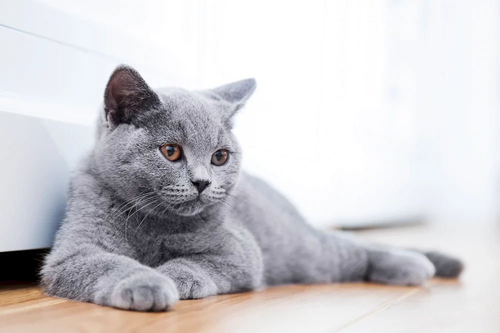 Britische Kurzhaarkatze