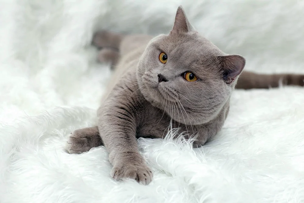 Britische Kurzhaarkatze