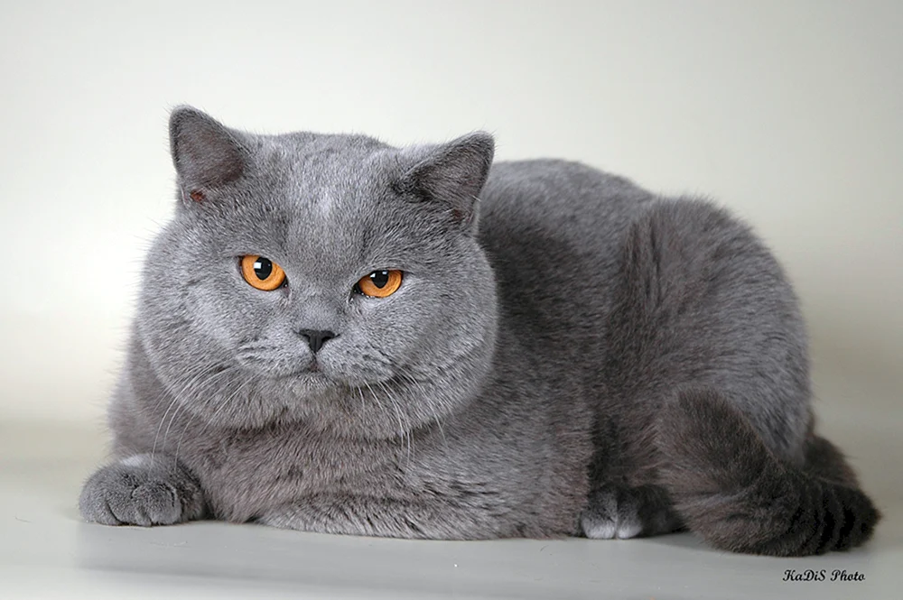 Britische Kurzhaarkatze