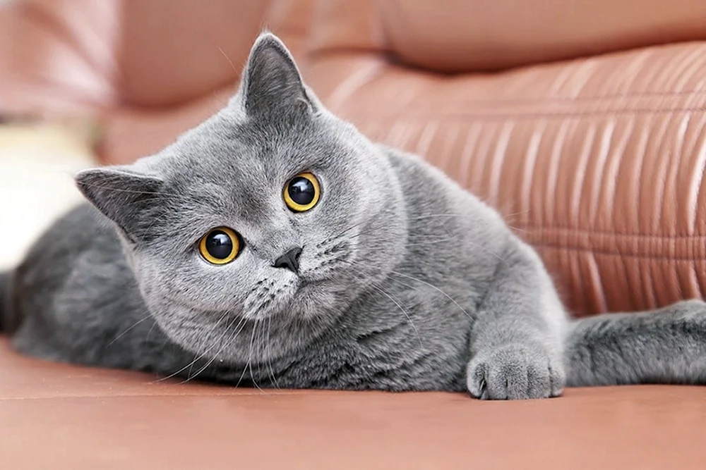 Britische Kurzhaarkatze