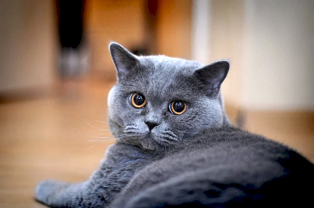 Britisch Kurzhaar Katze