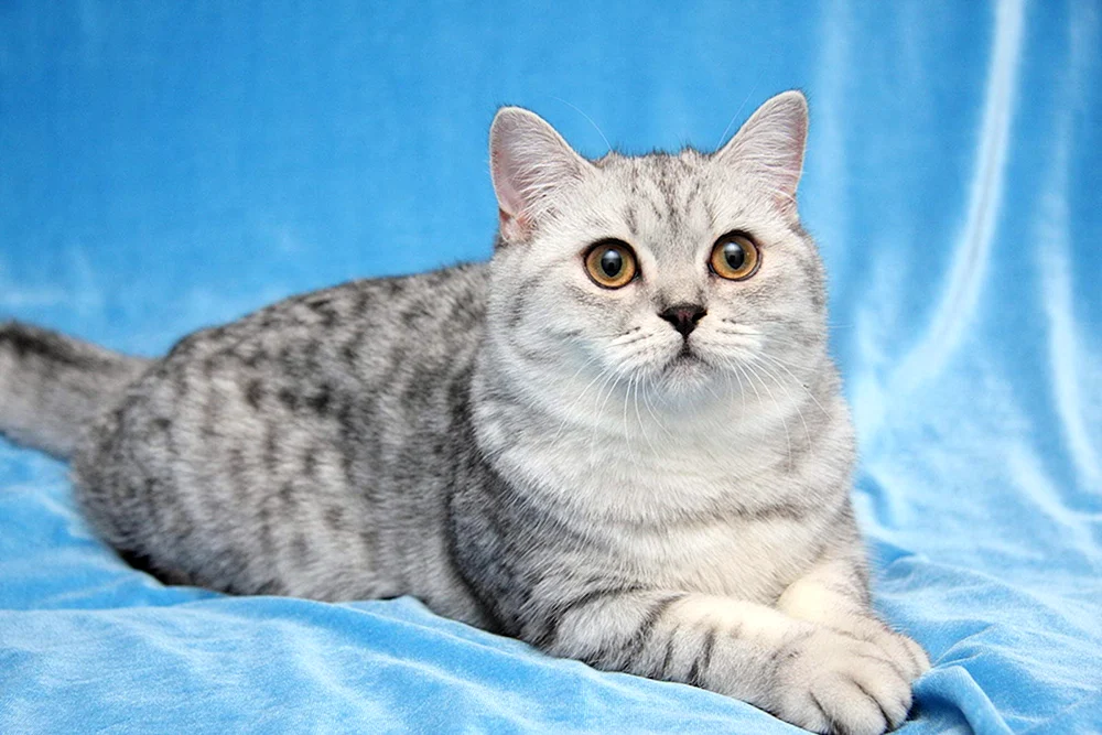 Britisch Kurzhaar Katze blau