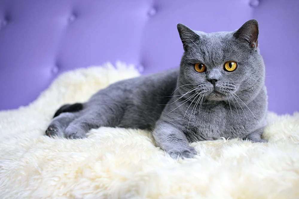 Britische Katze