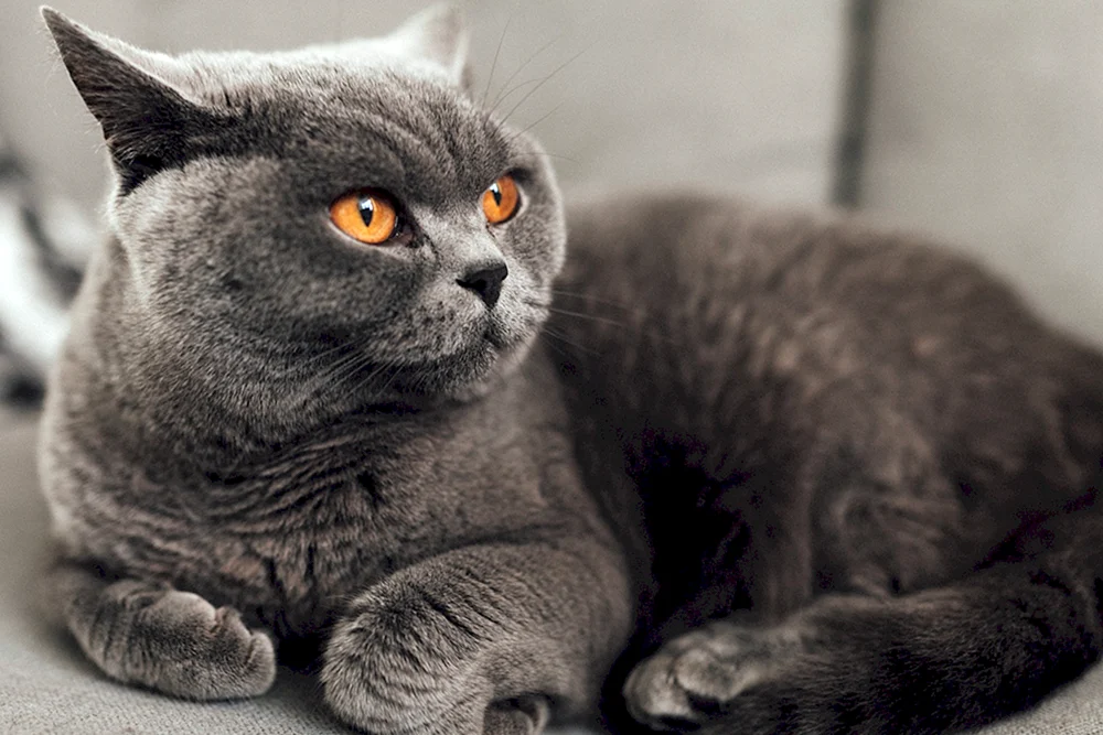 Britisch Kurzhaar Katze
