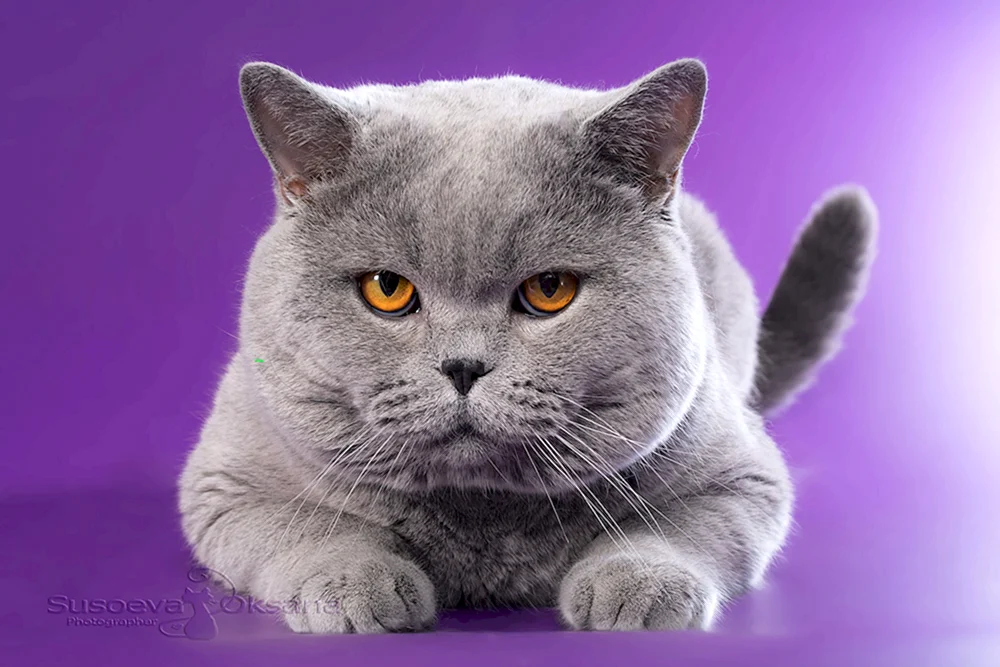 Britische Kurzhaar-Katze