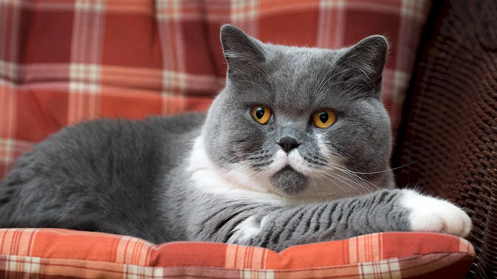 Britische Kurzhaar-Katze