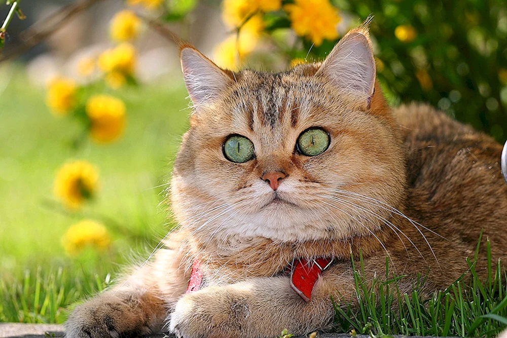 Katze auf dem Geländer