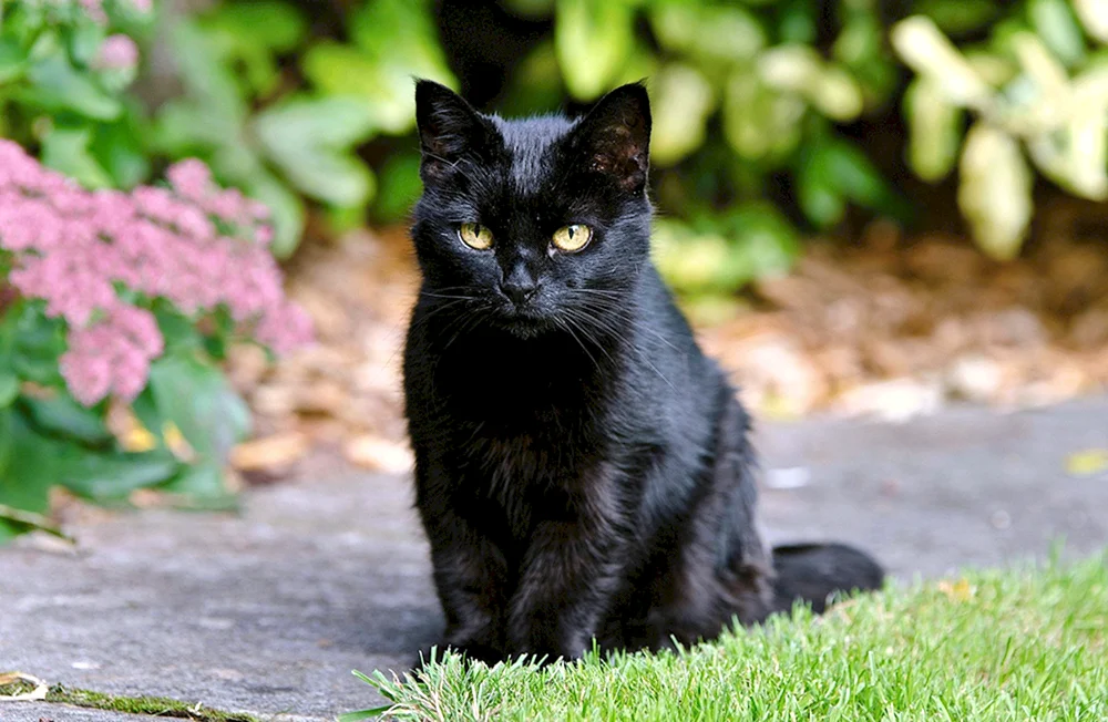 Britisch Kurzhaar Katze schwarz
