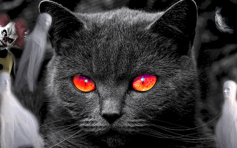 Britische Kurzhaarkatze schwarze Katze