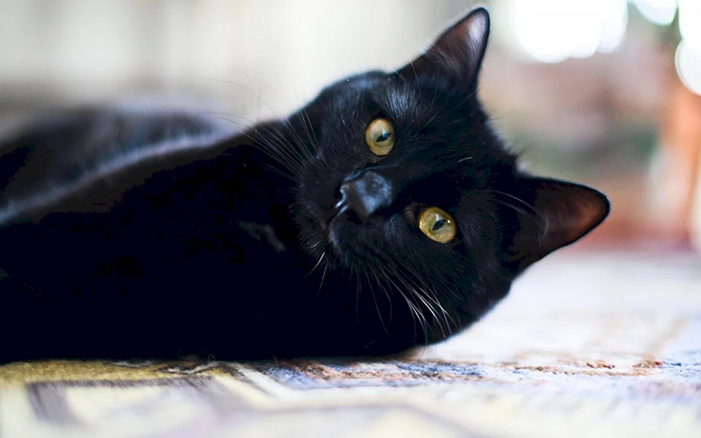 Burmesische Katze schwarz kurzhaarig
