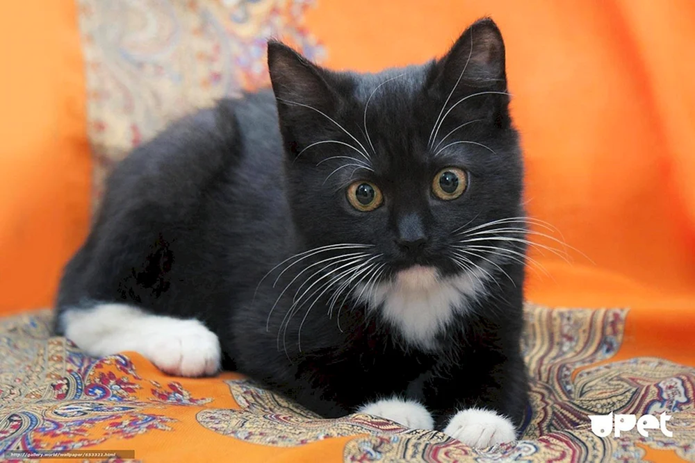Europäische Kurzhaarkatze schwarz-weiß