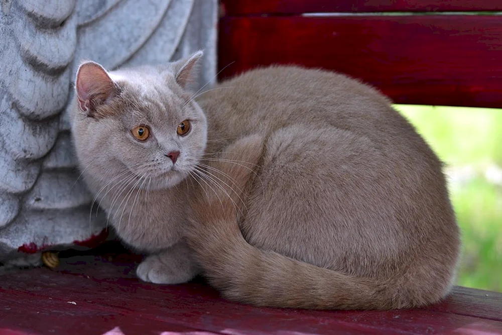 Britisch Kurzhaar Katze faun