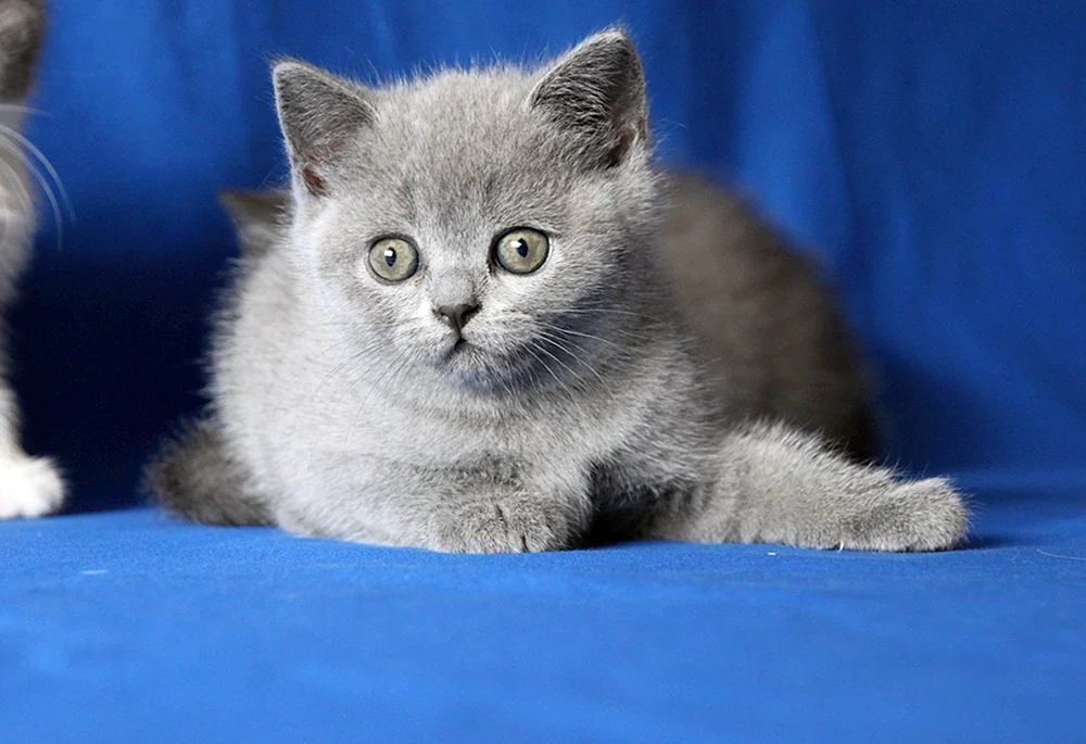 Britische Kurzhaarkatze blau