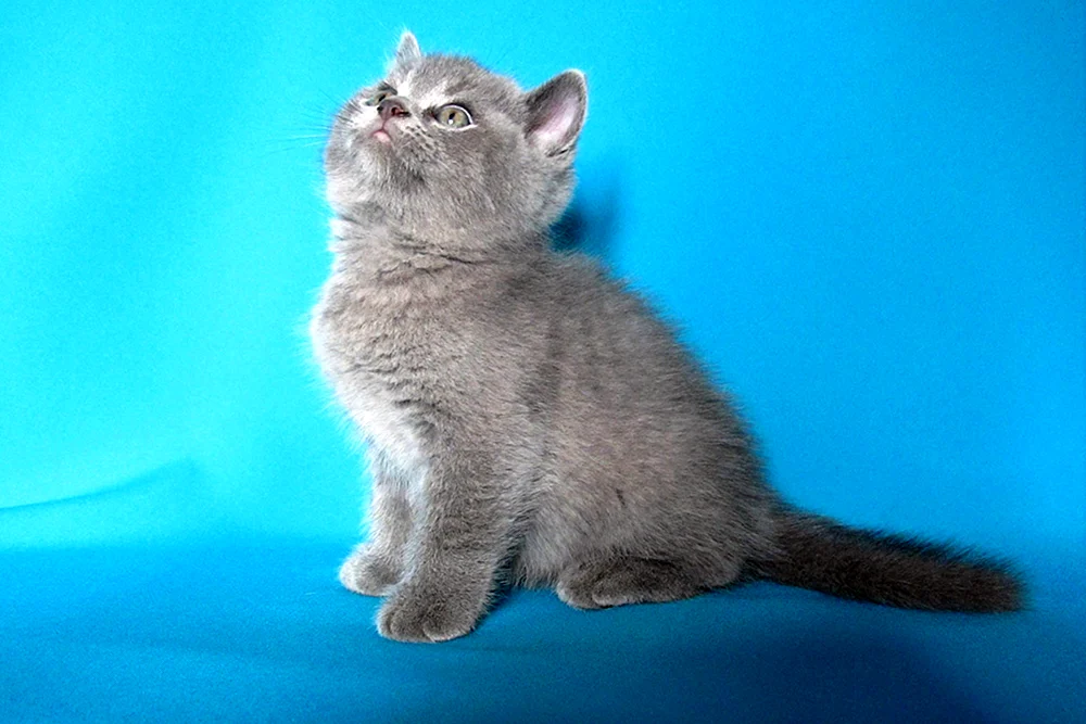 Britische blaue Katze