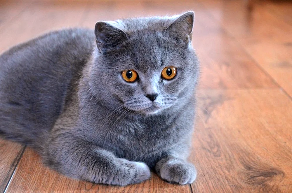 Britische blaue Kurzhaarkatze